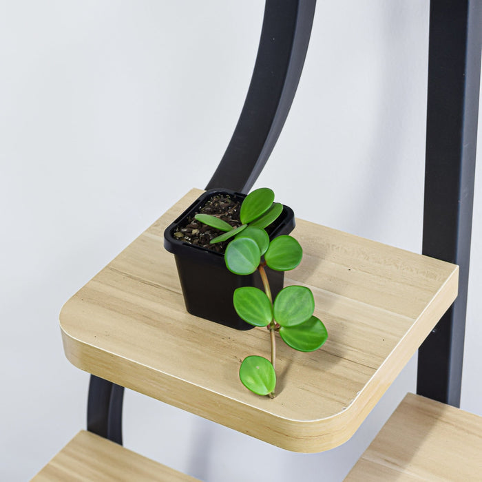 Peperomia Hope | The Plant Boys