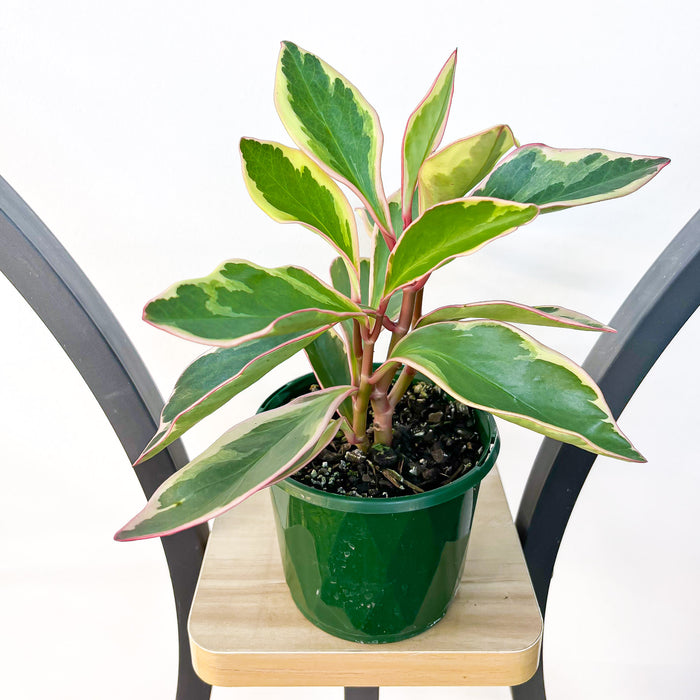 Peperomia Jelly | The Plant Boys