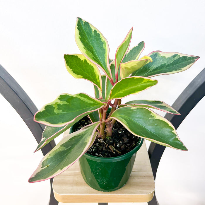 Peperomia Jelly | The Plant Boys