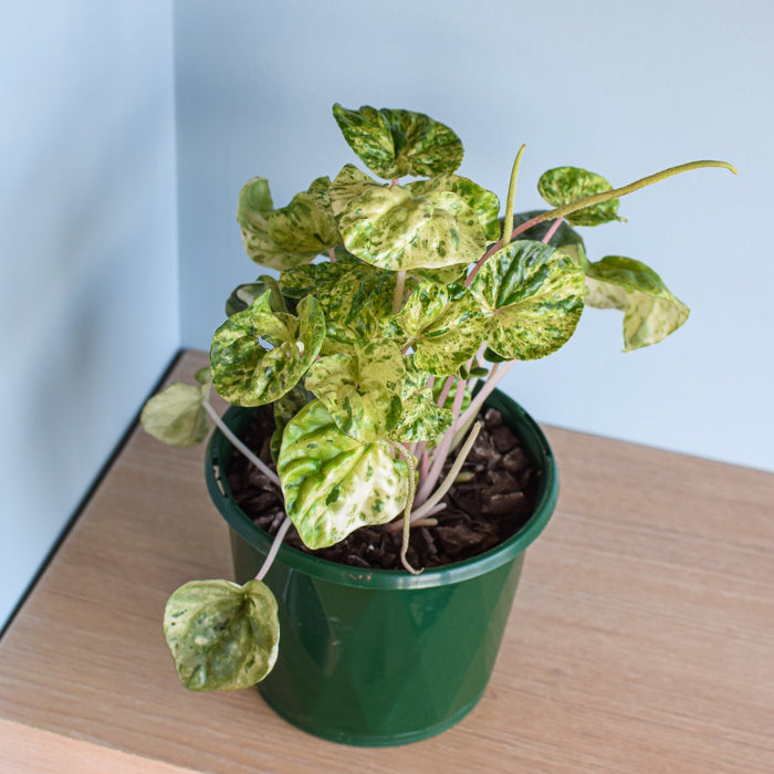 Peperomia Pink Lady | The Plant Boys