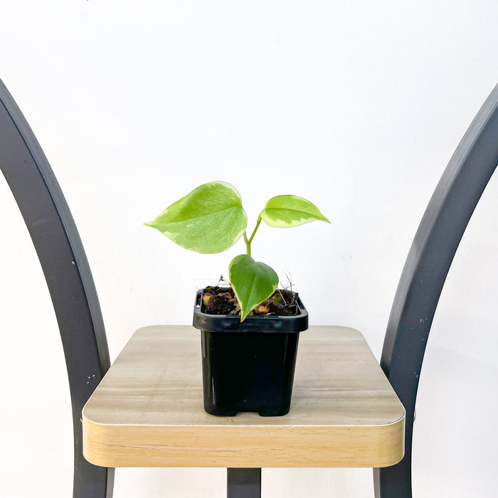 Peperomia Scandens Variegata | The Plant Boys