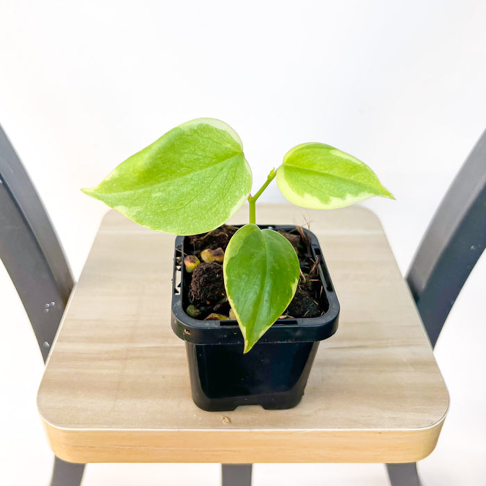 Peperomia Scandens Variegata | The Plant Boys