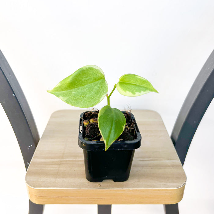 Peperomia Scandens Variegata | The Plant Boys