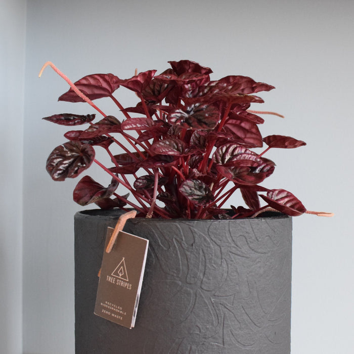 Peperomia Schumi Red | The Plant Boys