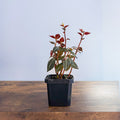 Peperomia Trinervis | The Plant Boys