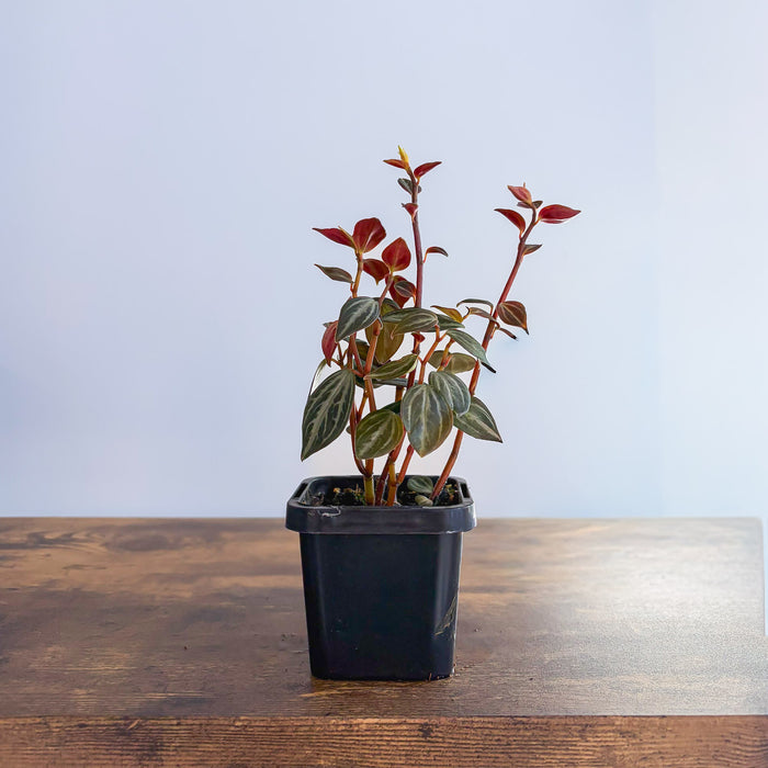 Peperomia Trinervis | The Plant Boys