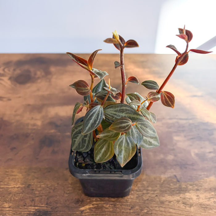 Peperomia Trinervis | The Plant Boys