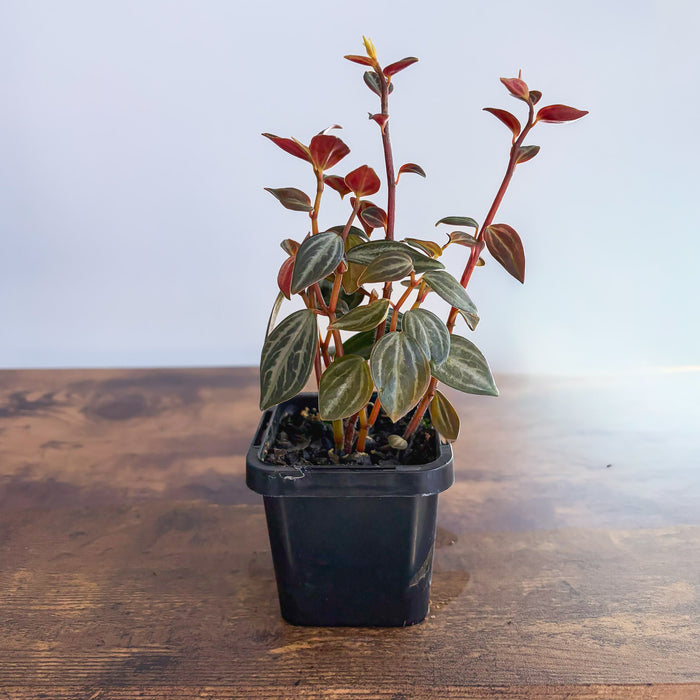 Peperomia Trinervis | The Plant Boys
