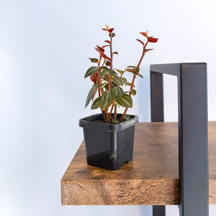 Peperomia Trinervis | The Plant Boys