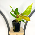 Philodendron Autumn Queen