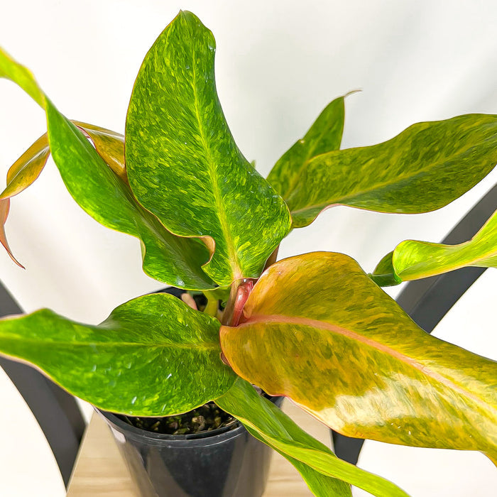 Philodendron Autumn Queen