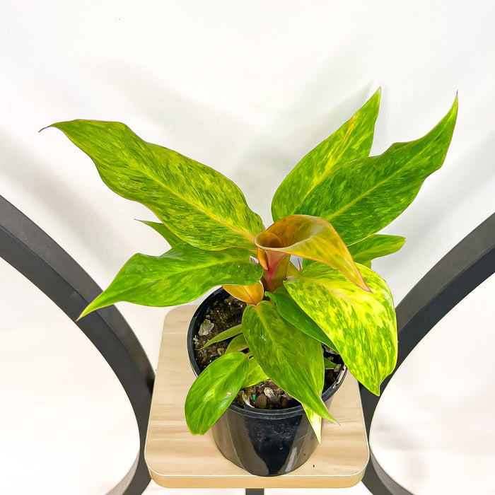 Philodendron Autumn Queen