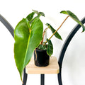 Philodendron Billietiae | The Plant Boys