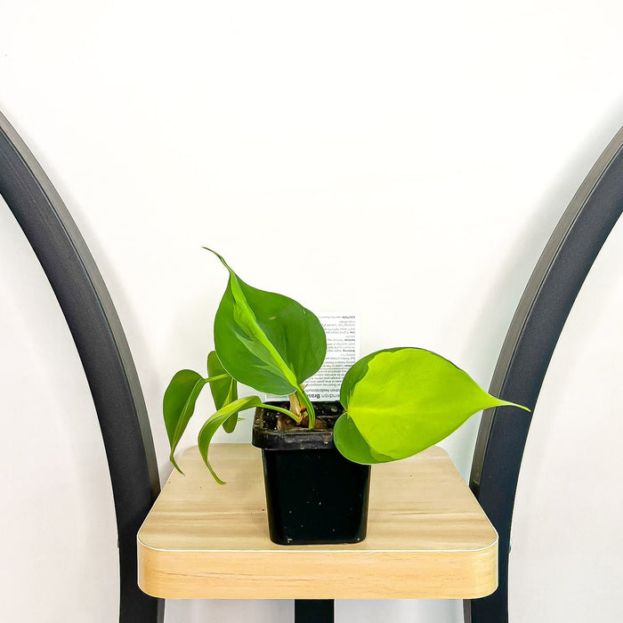 Philodendron Brasil | The Plant Boys
