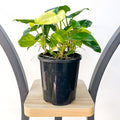 Philodendron Burle Marx Variegated | The Plant Boys