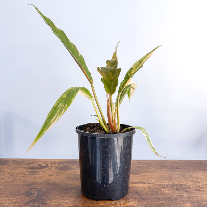 Philodendron Caramel Marble | The Plant Boys