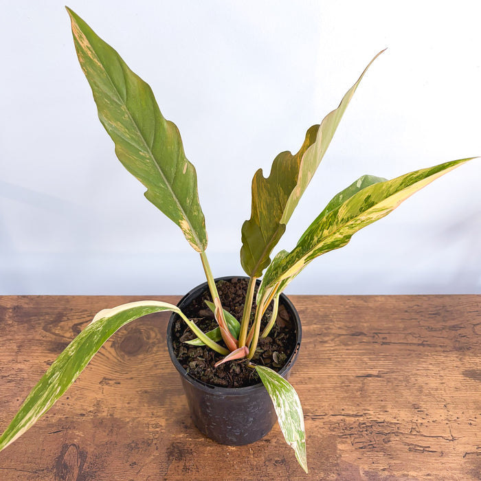 Philodendron Caramel Marble | The Plant Boys