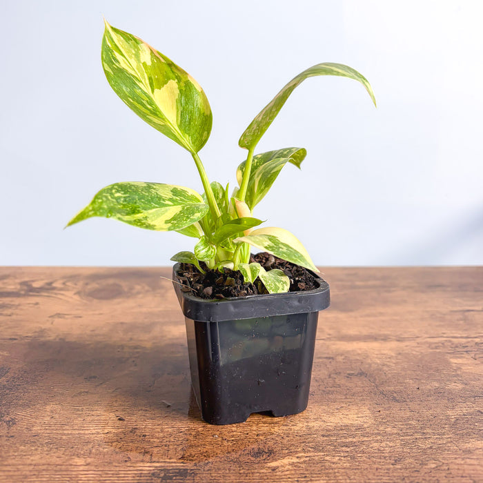 Philodendron Congo Nuclear Variegata | The Plant Boys