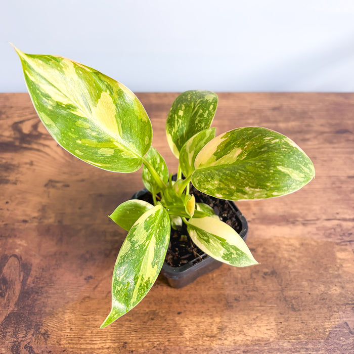 Philodendron Congo Nuclear Variegata | The Plant Boys