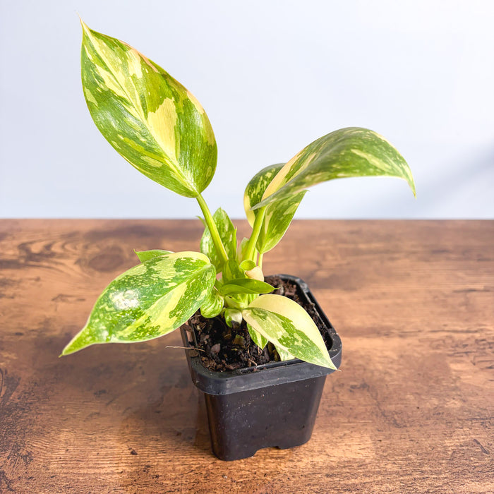 Philodendron Congo Nuclear Variegata | The Plant Boys