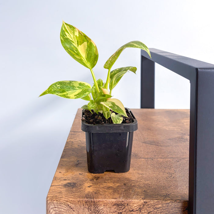 Philodendron Congo Nuclear Variegata | The Plant Boys