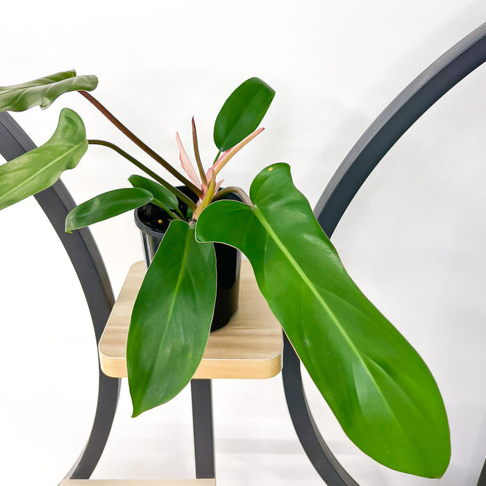 Philodendron Florida Bronze