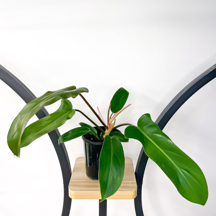Philodendron Florida Bronze