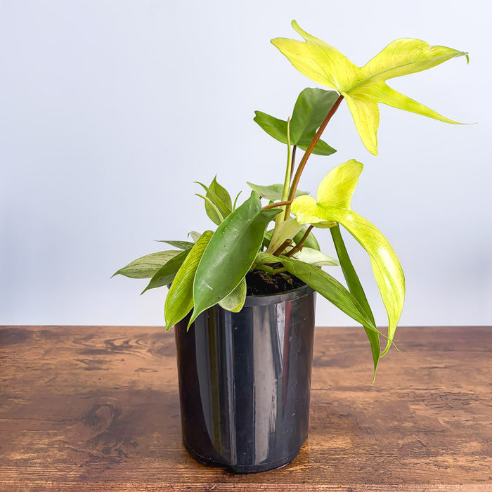 Philodendron Florida Ghost | The Plant Boys
