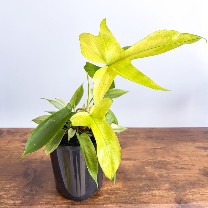 Philodendron Florida Ghost | The Plant Boys