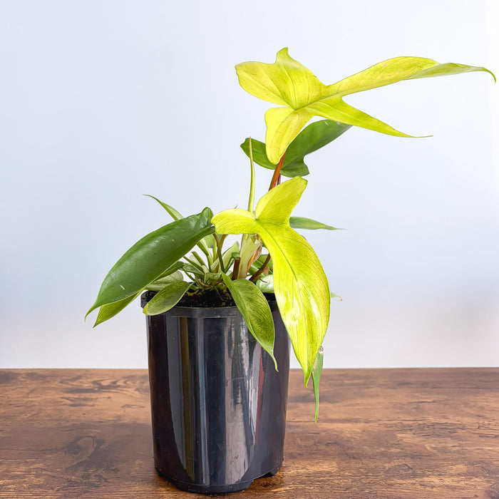 Philodendron Florida Ghost | The Plant Boys