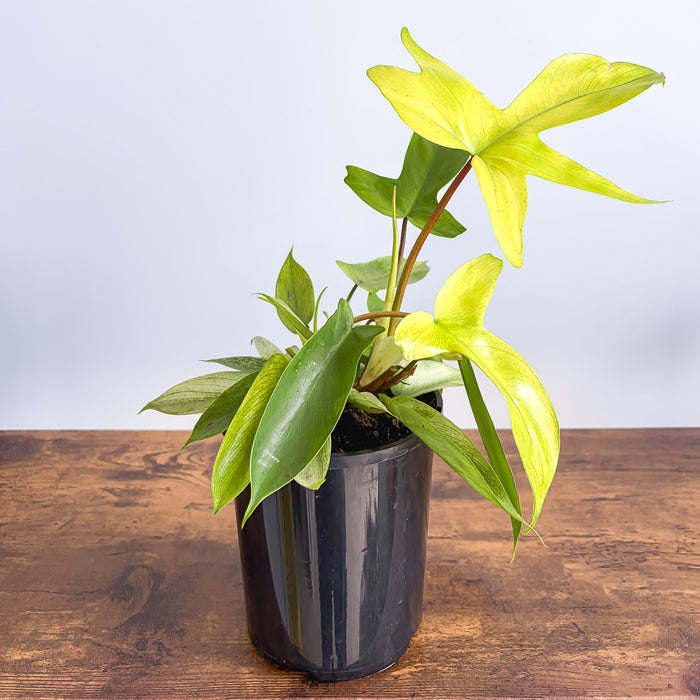 Philodendron Florida Ghost | The Plant Boys