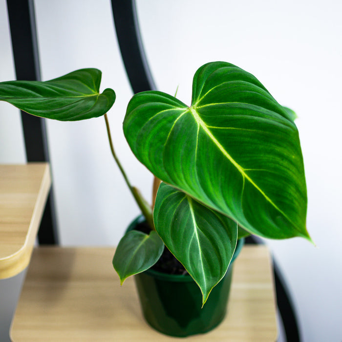 Philodendron Gloriosum