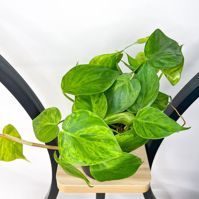 Philodendron Heart Leaf Variegated | The Plant Boys