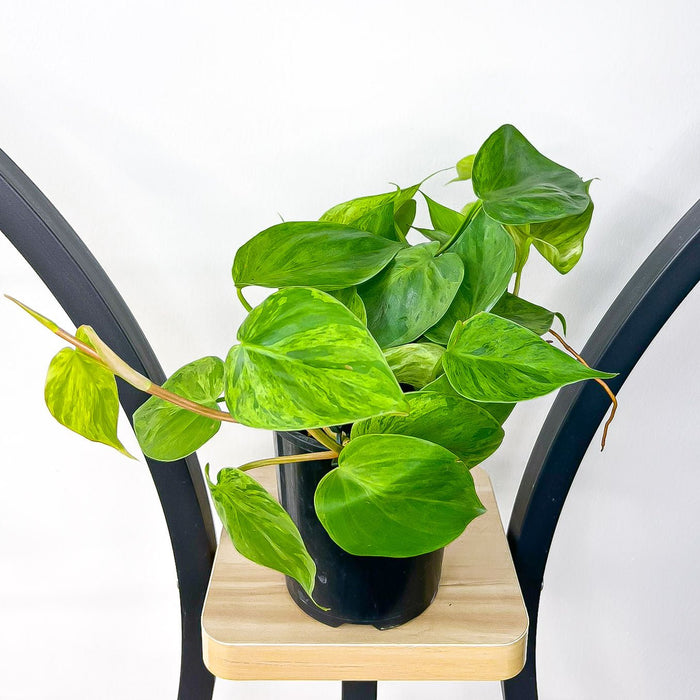 Philodendron Heart Leaf Variegated | The Plant Boys