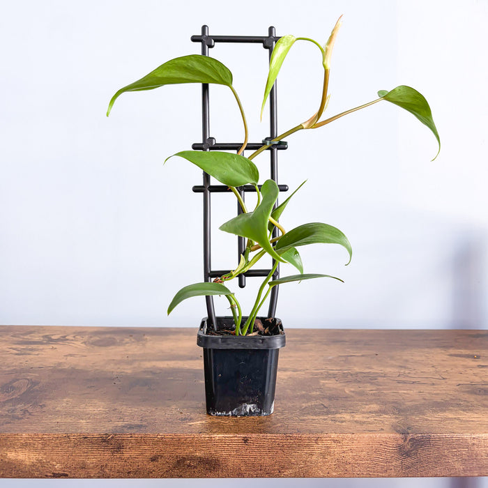 Philodendron Heart Leaf | The Plant Boys
