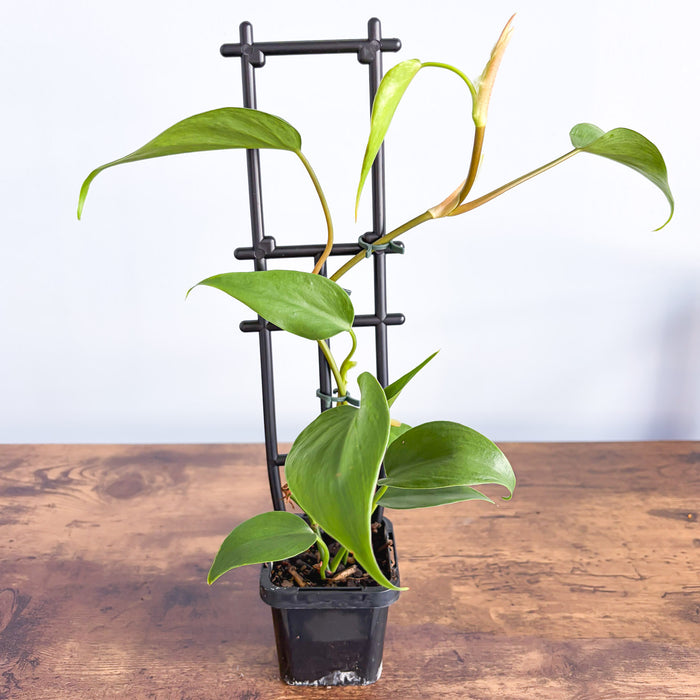 Philodendron Heart Leaf | The Plant Boys