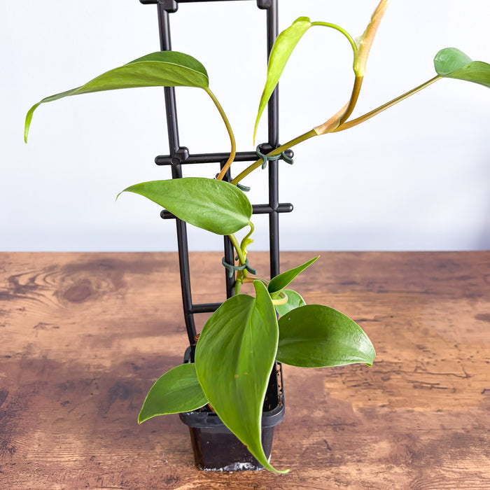 Philodendron Heart Leaf | The Plant Boys