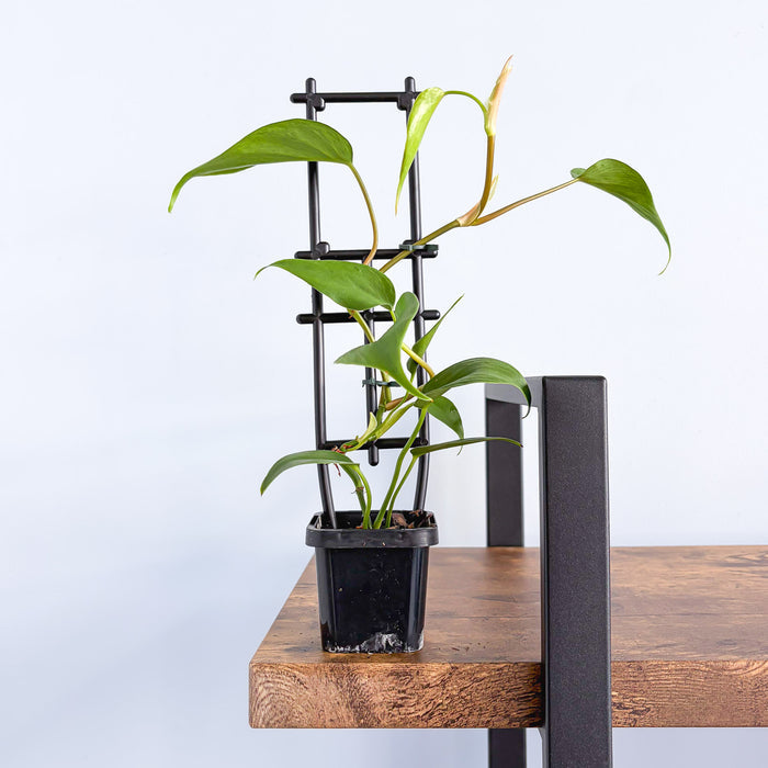 Philodendron Heart Leaf | The Plant Boys
