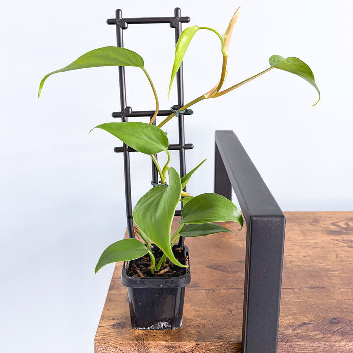 Philodendron Heart Leaf | The Plant Boys