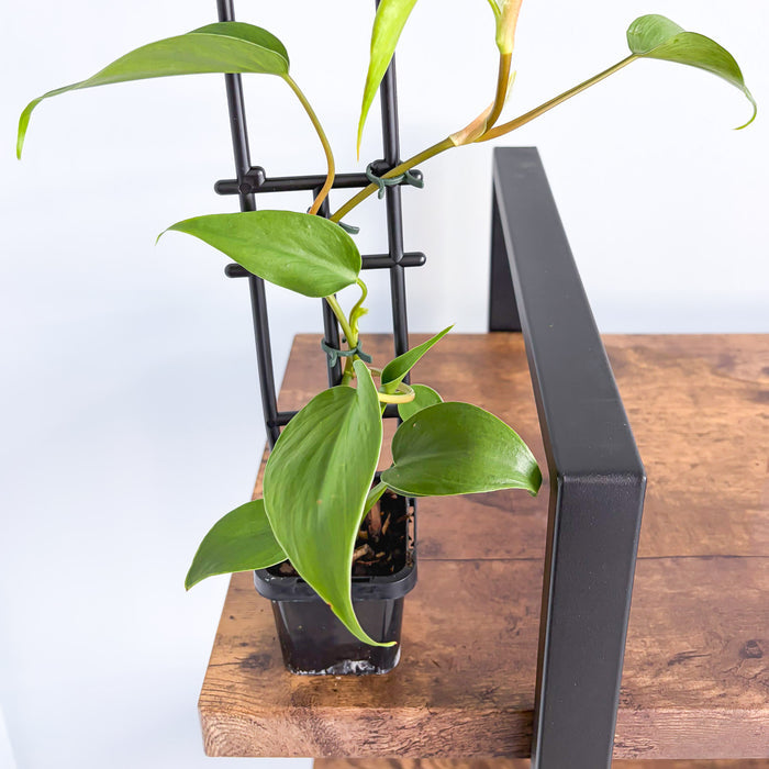 Philodendron Heart Leaf | The Plant Boys