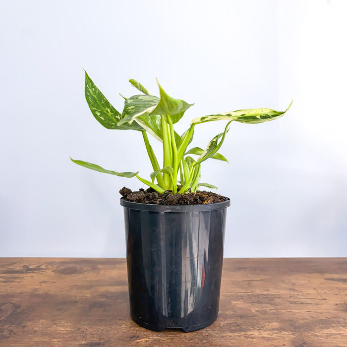 Philodendron Jose Buono | The Plant Boys