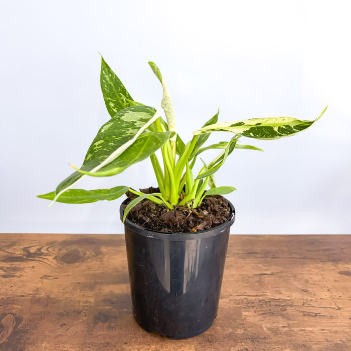 Philodendron Jose Buono | The Plant Boys