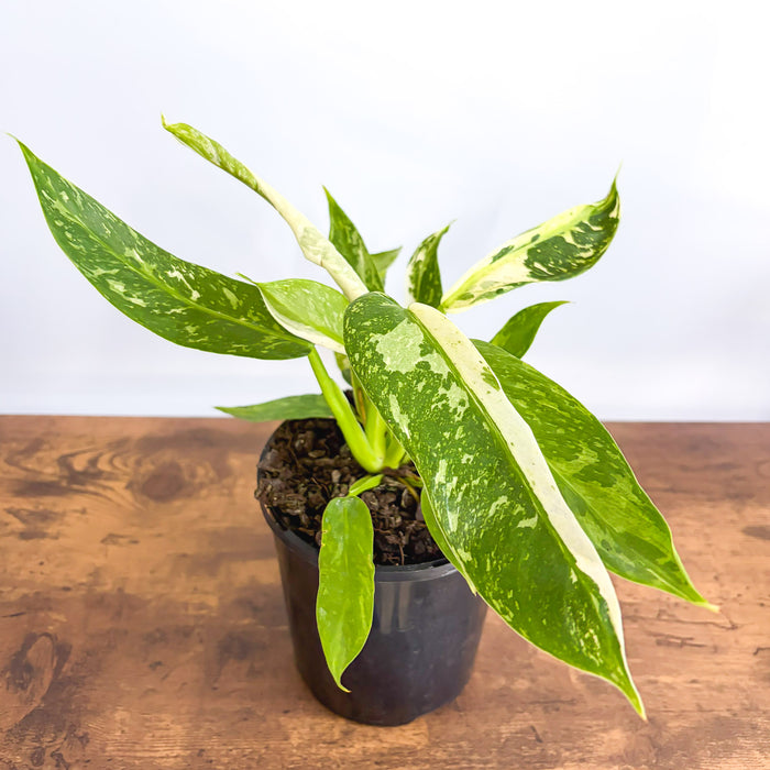 Philodendron Jose Buono | The Plant Boys
