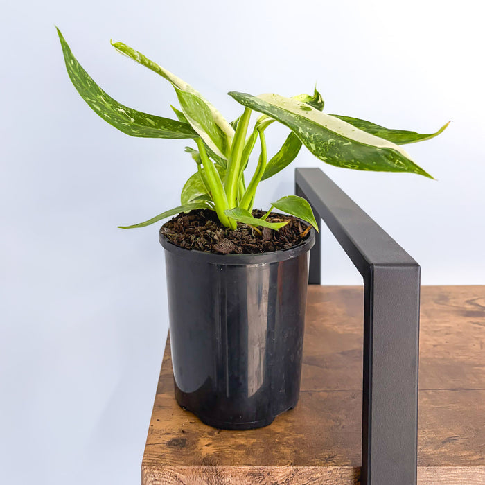 Philodendron Jose Buono | The Plant Boys