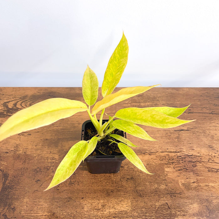 Philodendron Lemon Twist | The Plant Boys