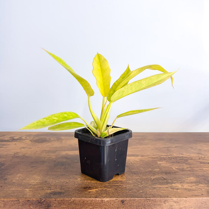 Philodendron Lemon Twist | The Plant Boys