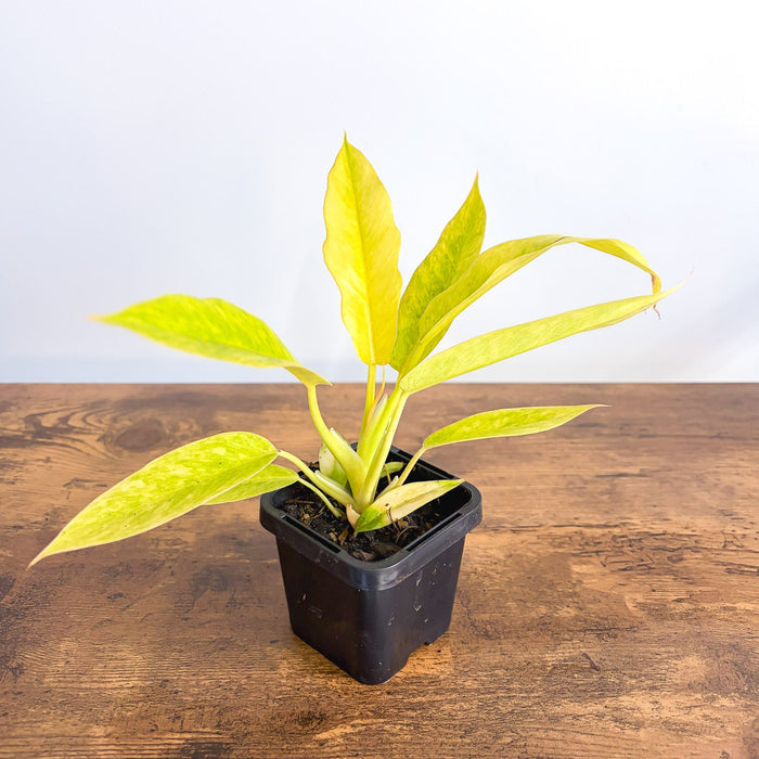 Philodendron Lemon Twist | The Plant Boys
