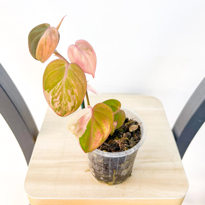 Philodendron Micans Variegated | The Plant Boys