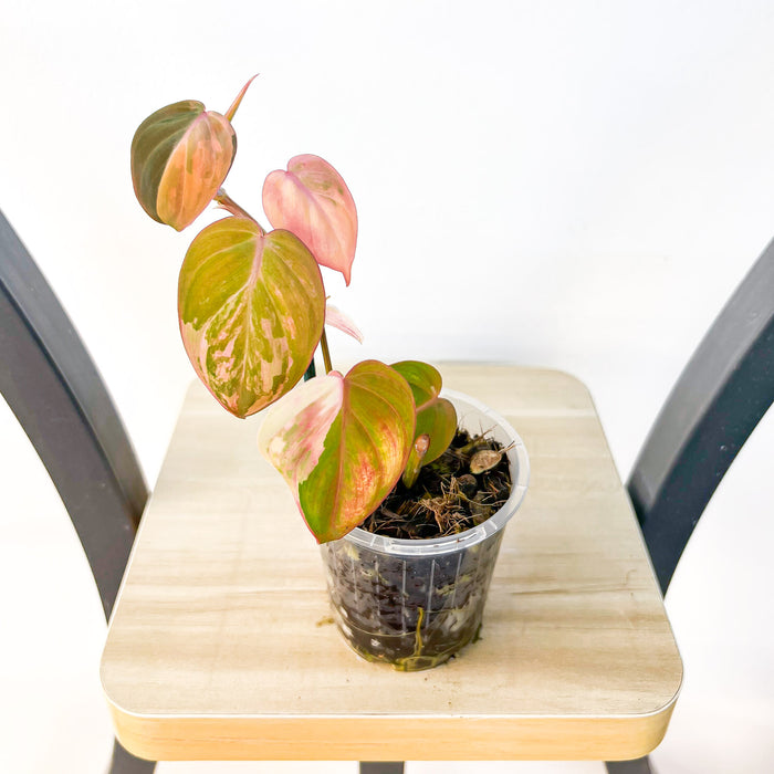 Philodendron Micans Variegated | The Plant Boys