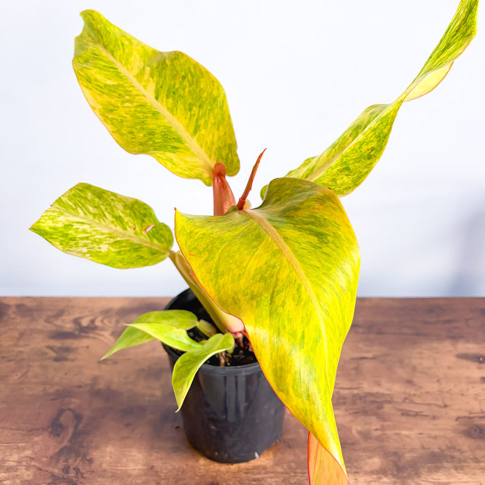 Philodendron Orange Marmalade | The Plant Boys